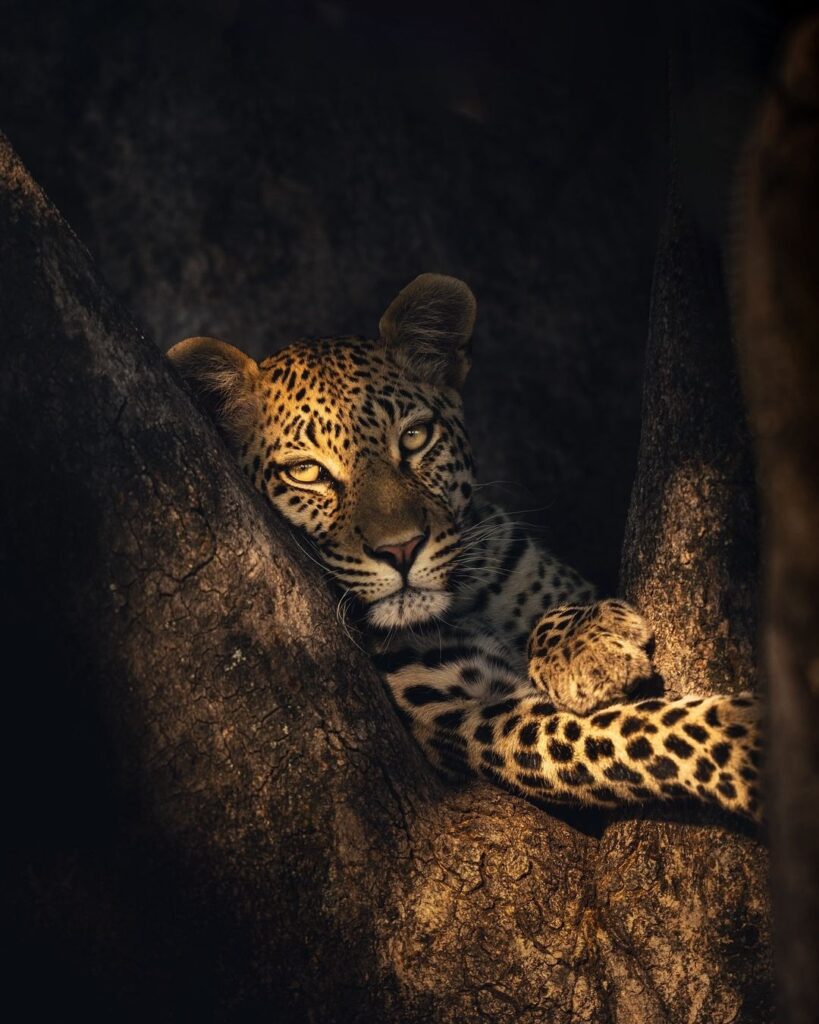 Cheetah Tree Tabi Tanzania