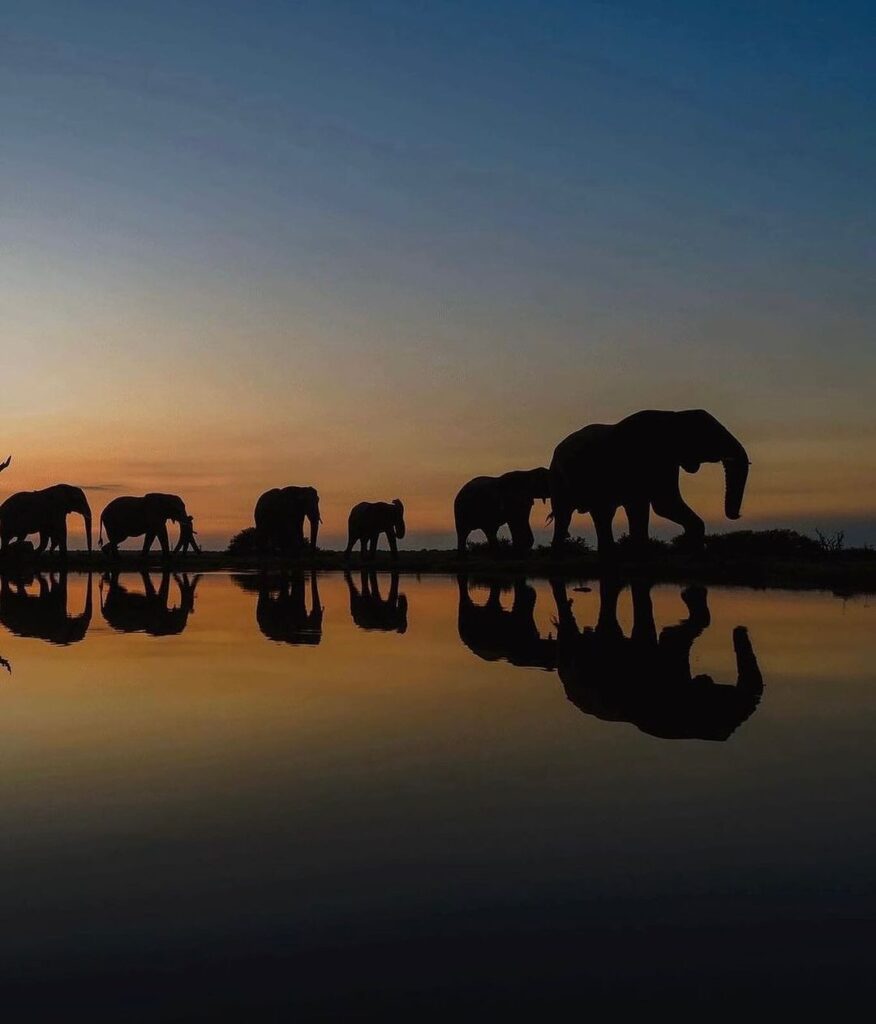 elephantSilhouettes