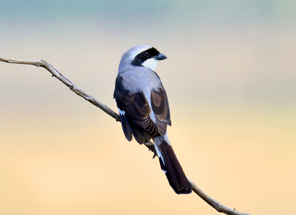 Birds At Tabi Tanzania