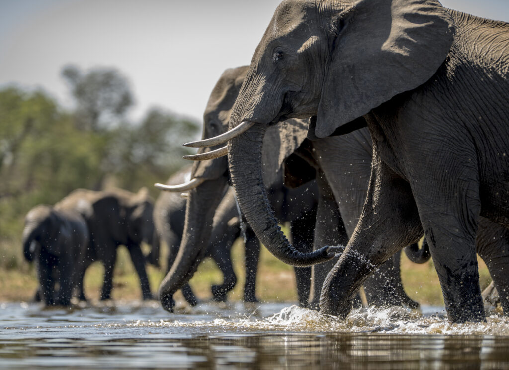 Elephants At Tabi Tanzania