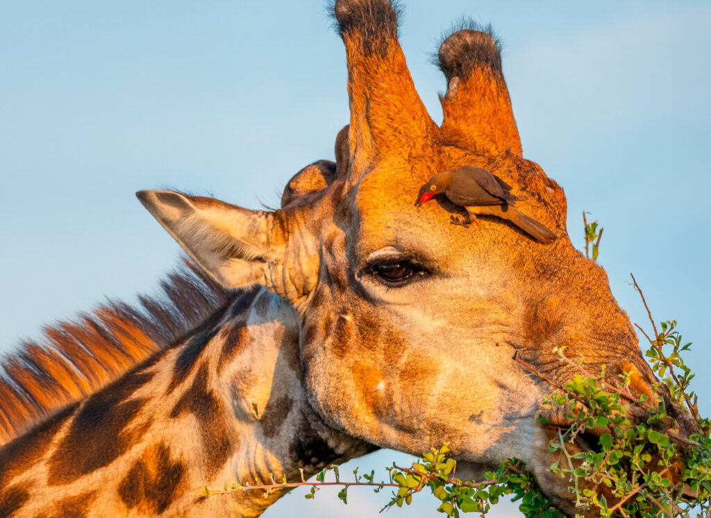 Giraffes At Tabi Tanzania_1